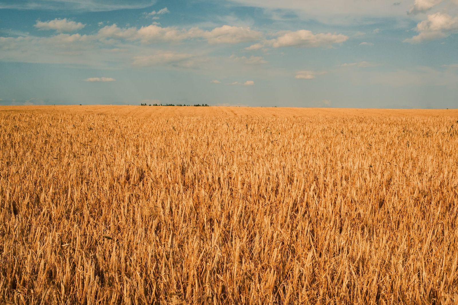 Golden wheat field beneath a broad blue sky with scattered white clouds