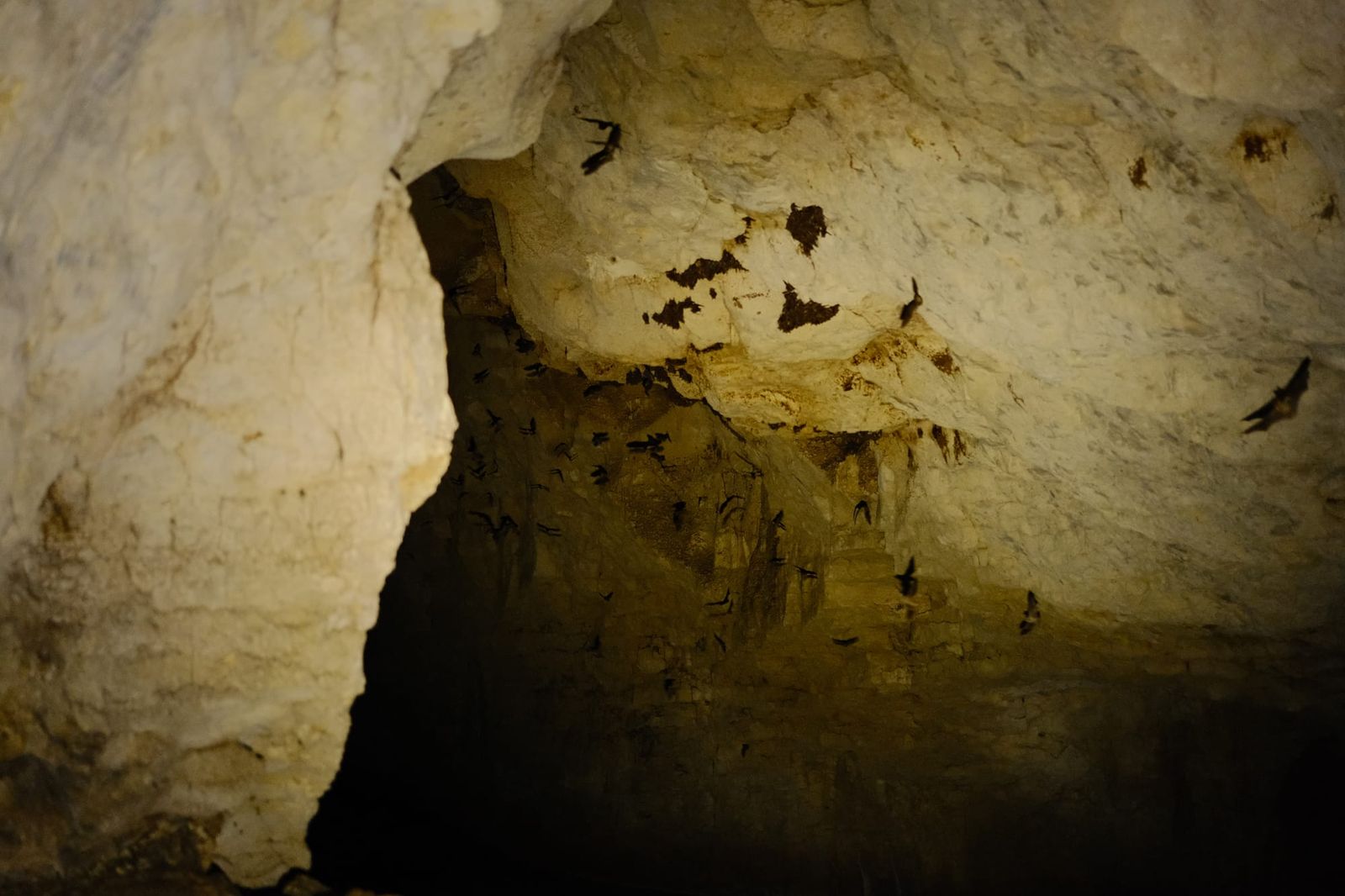 Bats hanging from a pale cave ceiling above dark water