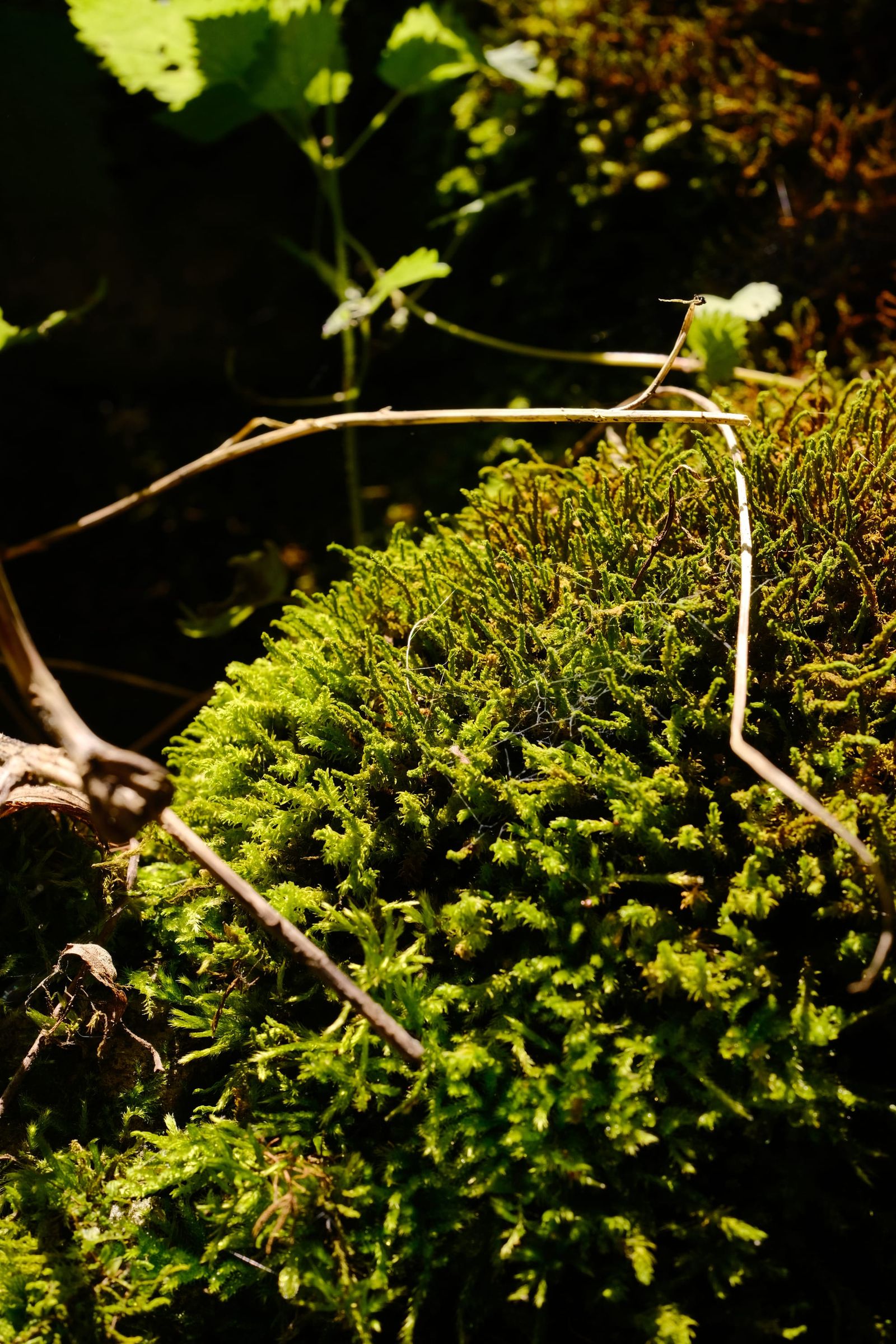 Close view of bright green moss on the forest floor