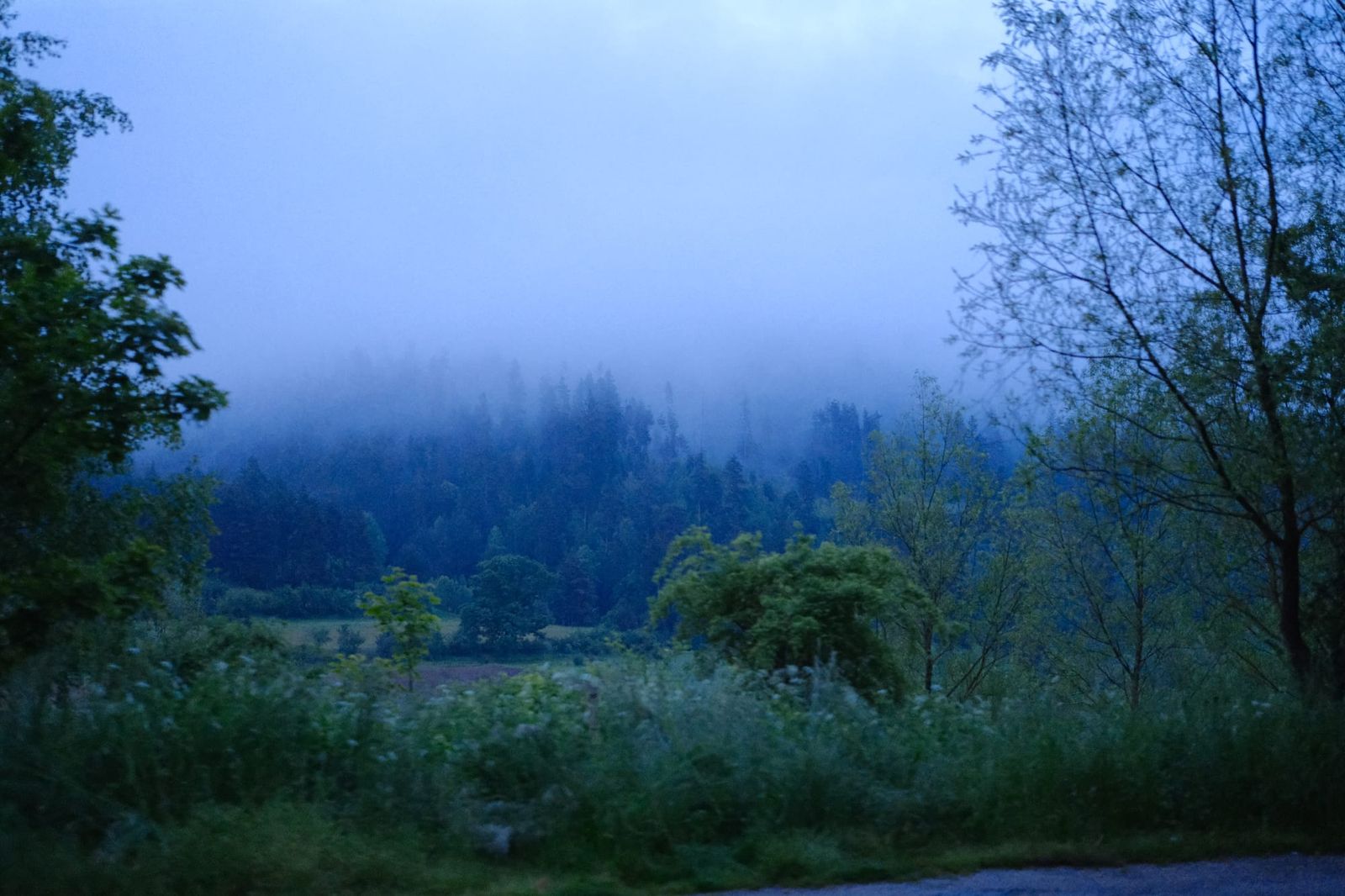 Low cloud settling over a dark conifer forest at dusk
