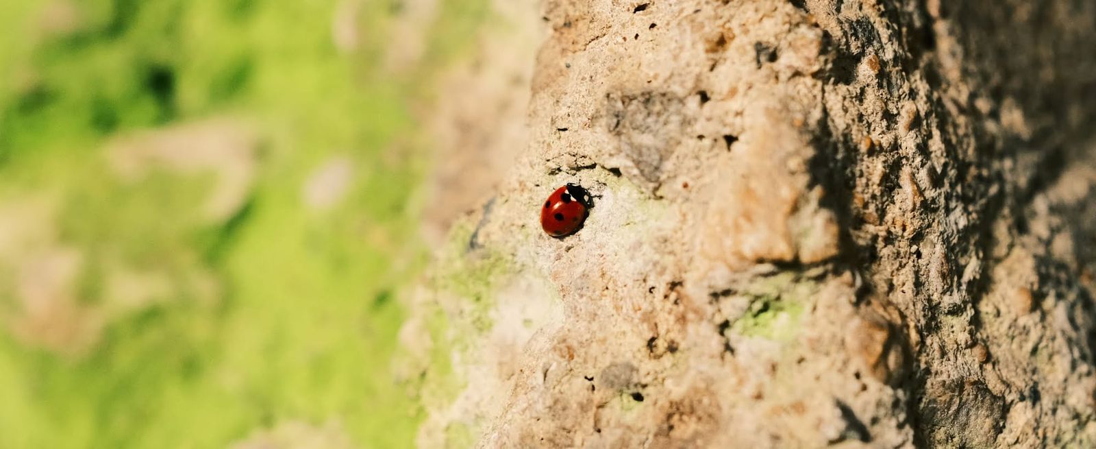 Red ladybird on a pale rock inside the cave