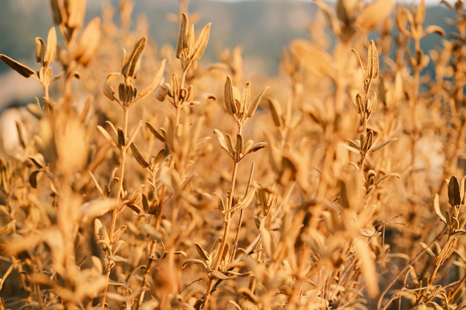 Golden dried plants growing on the coastal hillside
