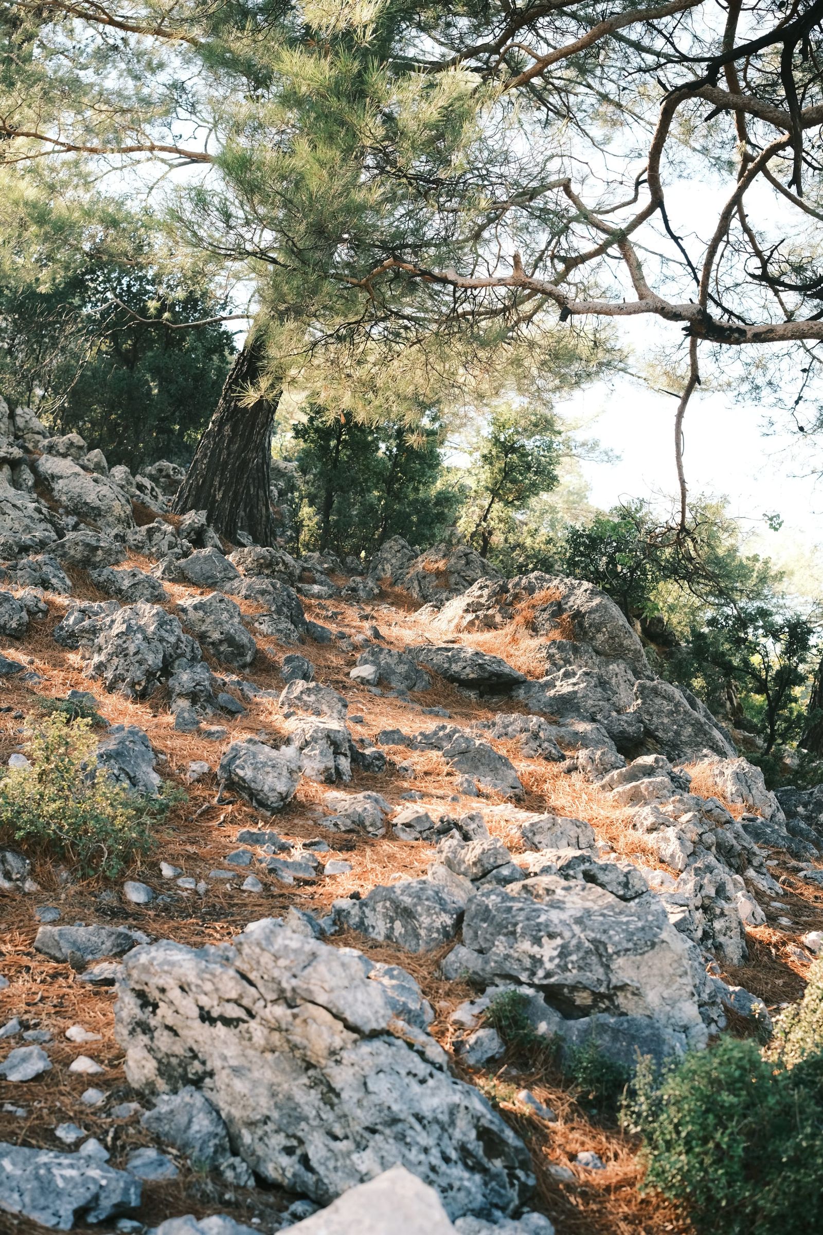 Rocky pine-covered footpath on Babadağ Mountain