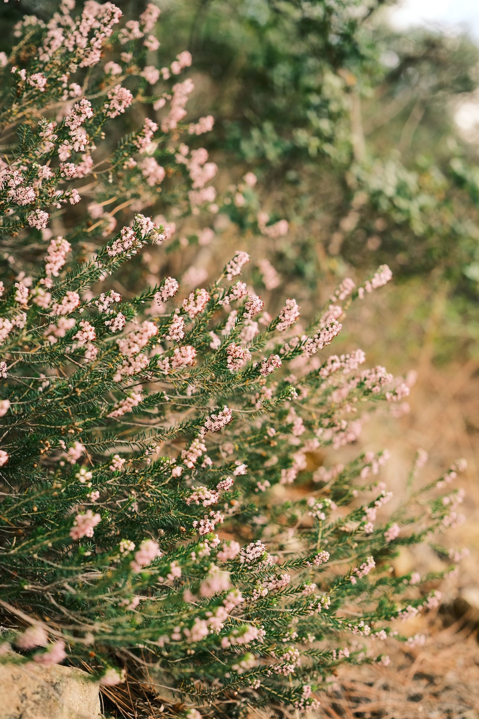 Pink heather flowers growing beside a path
