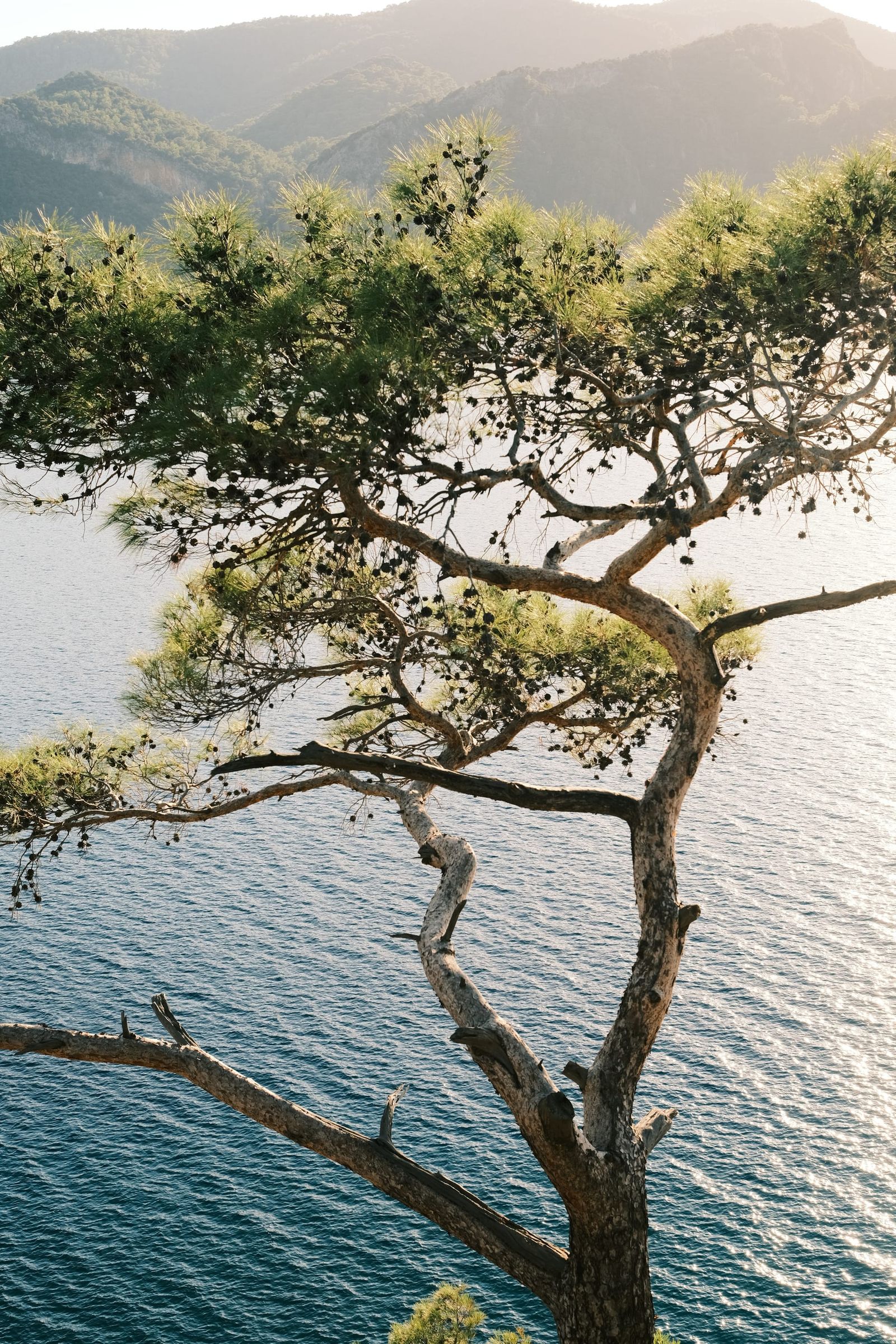 Pine tree leaning over the blue sea near Fethiye