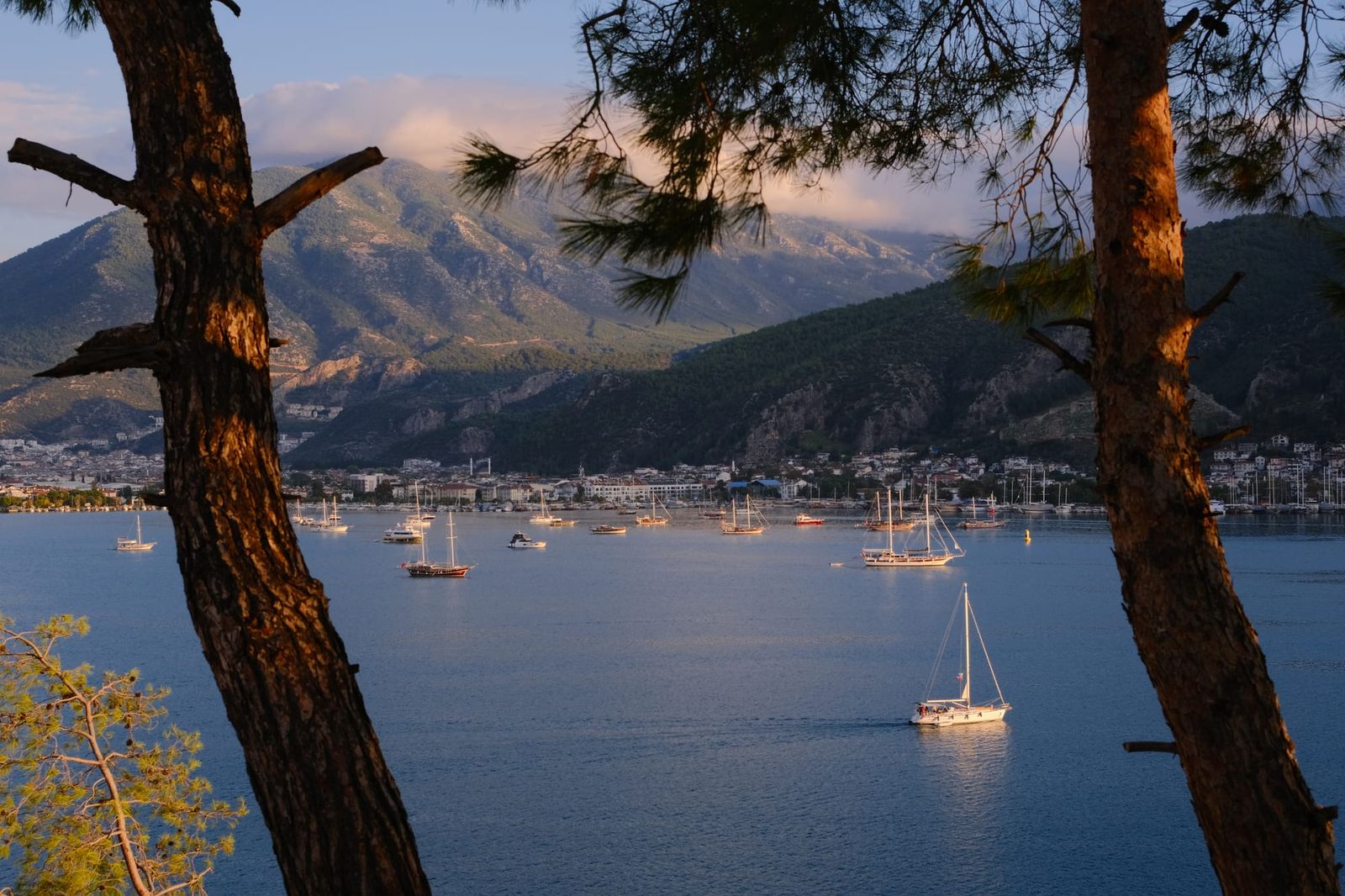 Sailboats in a coastal bay framed by pine trunks at sunset