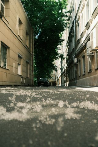 A narrow Moscow courtyard between pale buildings, with leafy trees and white fluff scattered across the asphalt.