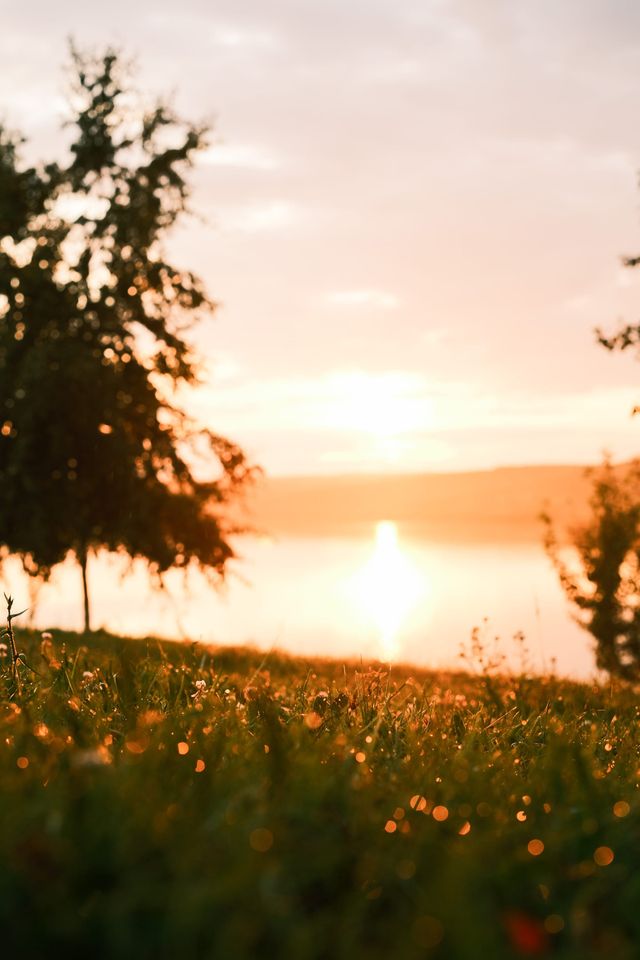 Soft golden sunset beyond lakeside wildflowers and silhouetted trees