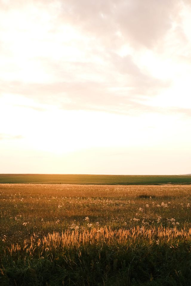 Sunlit grain field stretching to the horizon beneath a pale clouded sky