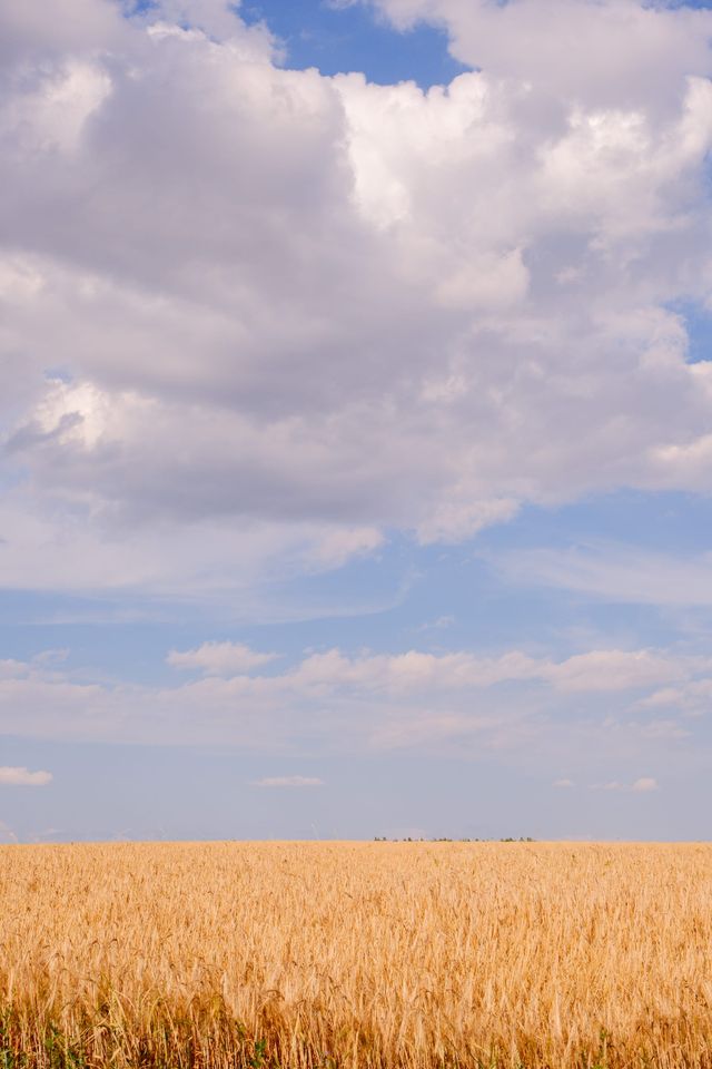 Golden wheat field beneath layered white and grey summer clouds