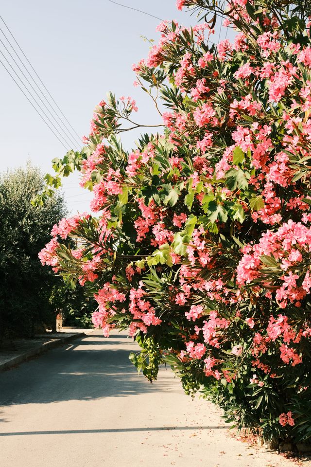 Cyprus Episodes #1 · 5