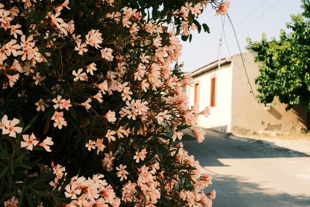 Cyprus Episodes #1 · 7