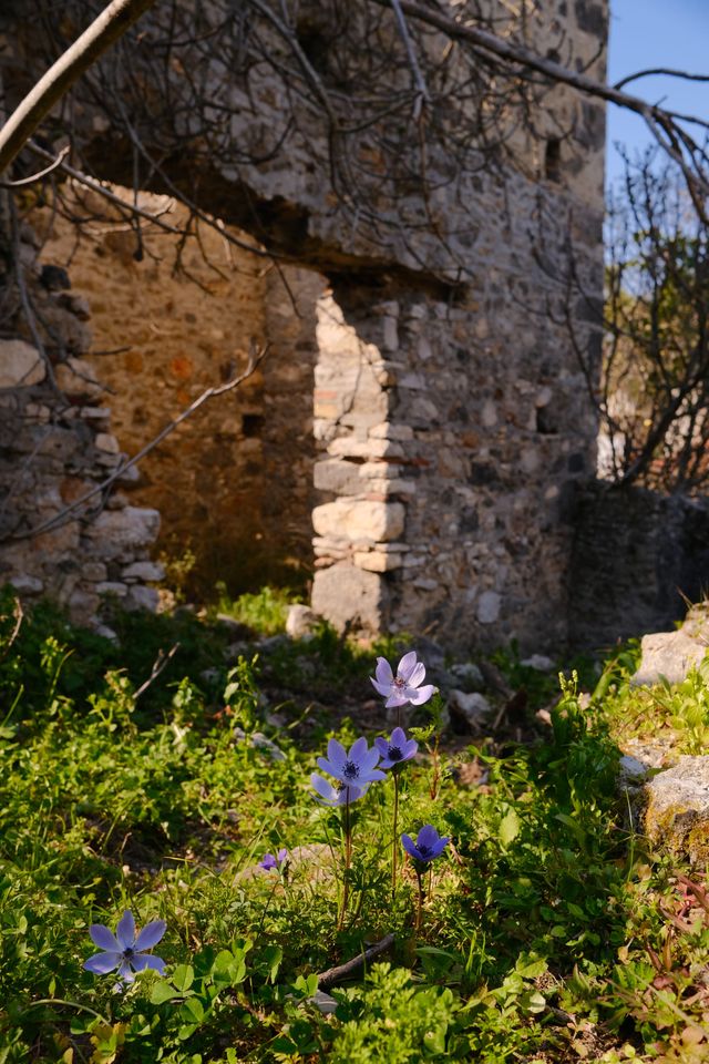 Purple and yellow wildflowers grow beside an old stone wall and an open doorway.