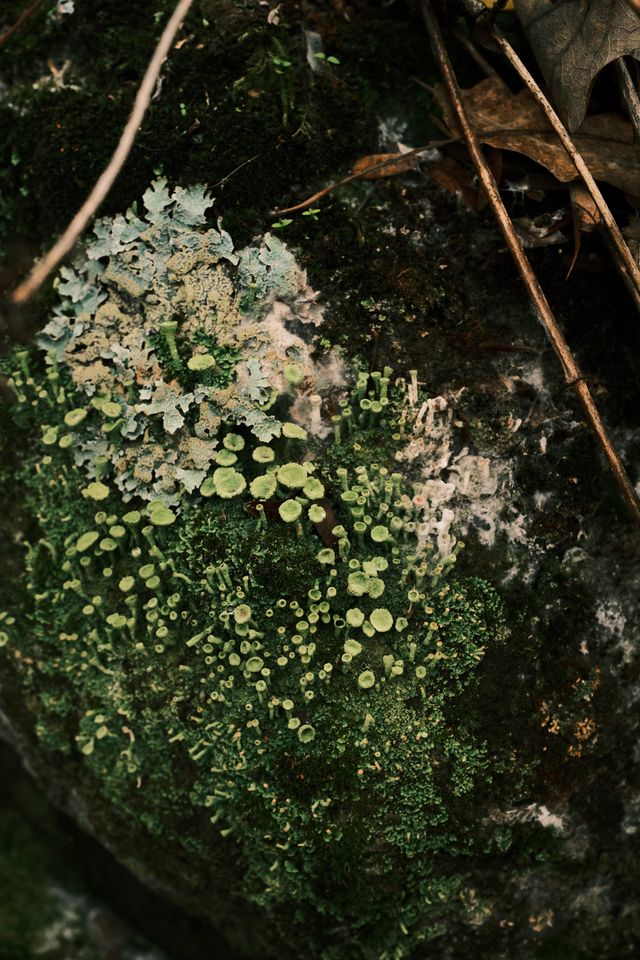 Clusters of tiny white flowers spread across a dark, leafy patch of ground.