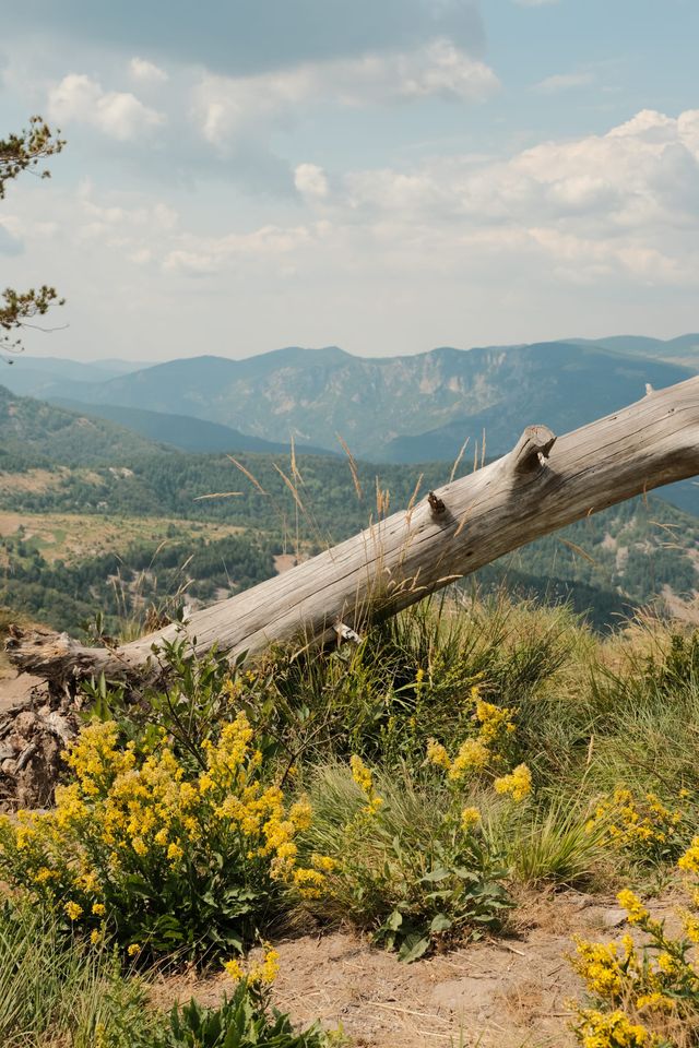 Yellow wildflowers and a wooden fence overlook a broad mountain landscape.