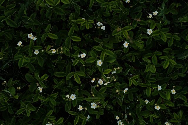 Small white blossoms scattered through dense, dark green leaves.