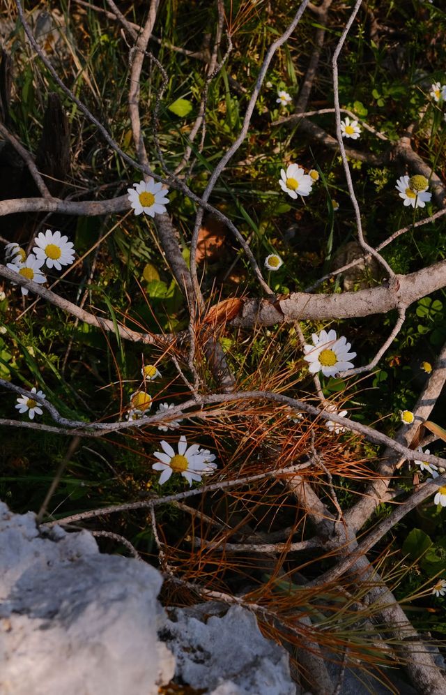 Small white flowers grow among dry stems beside pale stones.