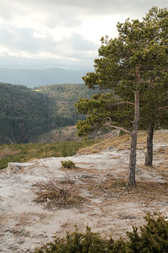Pine trees stand on a pale rocky overlook above forested mountain slopes.