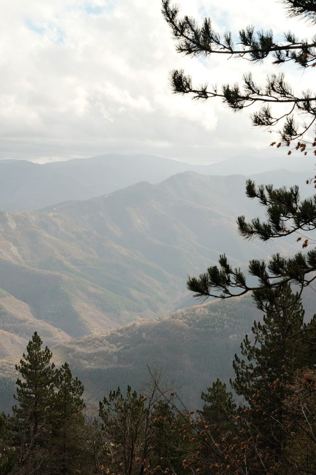 Distant mountain slopes seen between pine branches beneath a clouded sky.