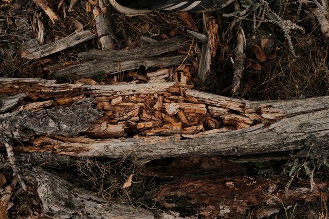 Weathered logs, exposed roots and dry leaves cover the forest floor.