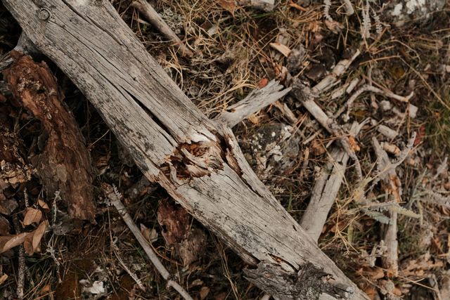 A split, decaying tree trunk lies diagonally across branches and leaf litter.