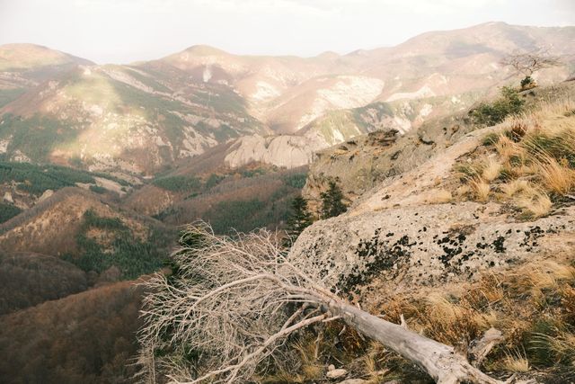 Dry branches lie across a rocky overlook above a broad autumn mountain landscape.