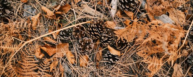 Pine cones, dry needles and orange-brown fern fronds scattered across the forest floor.