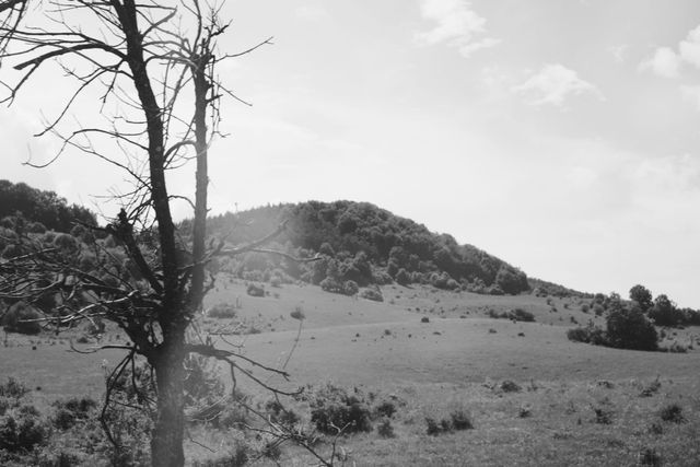 Bare tree in a black-and-white mountain landscape