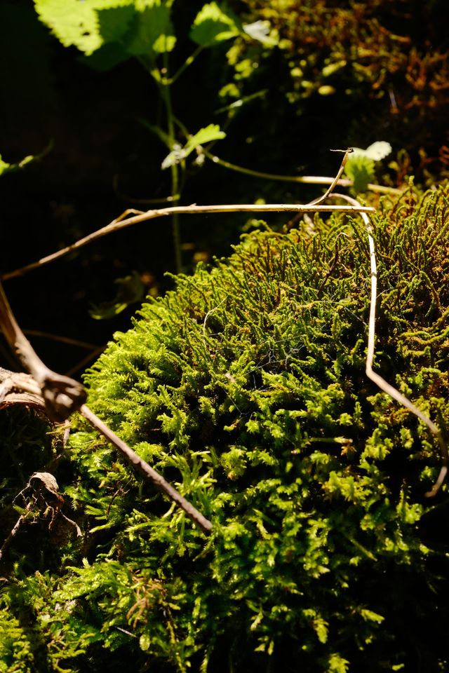 Close view of bright green moss on the forest floor
