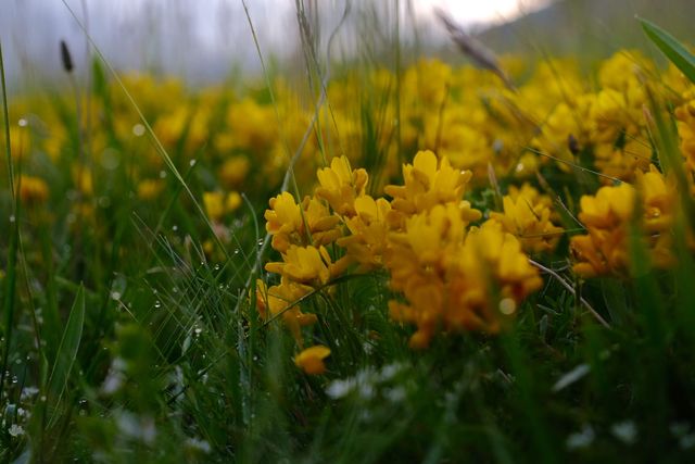Cluster of small yellow wildflowers in wet grass