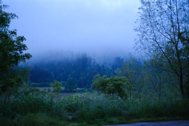 Low cloud settling over a dark conifer forest at dusk