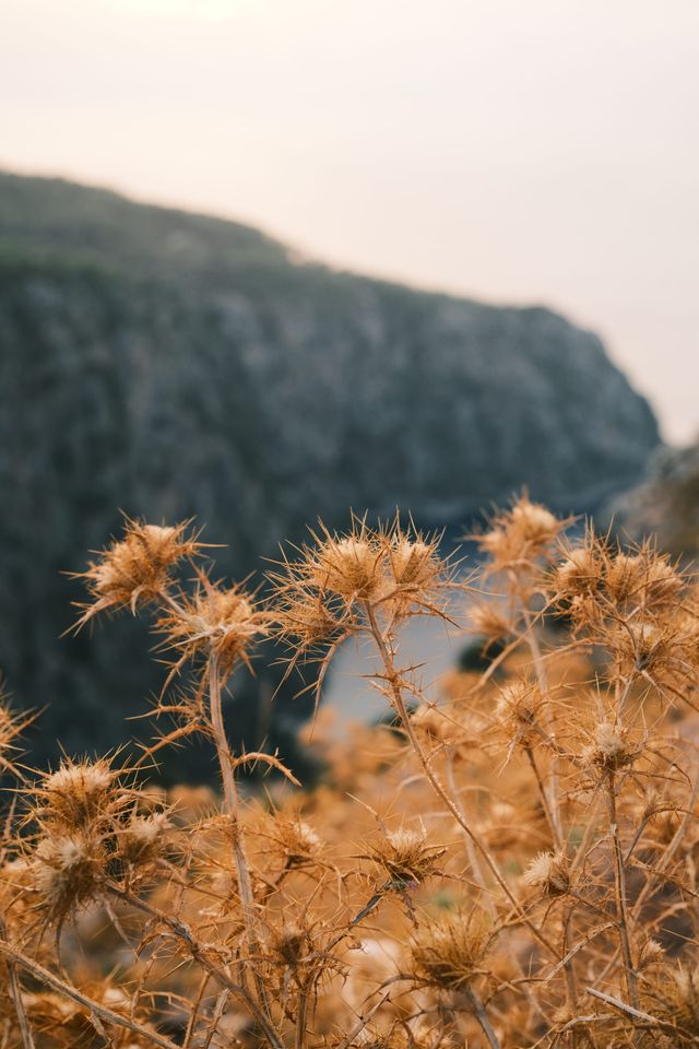 Dried thistles in warm light with a rocky coastal cliff beyond
