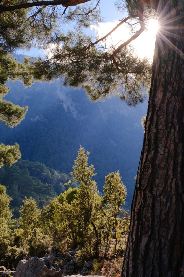 Sunlight through a pine tree above the mountain valley at Babadağ