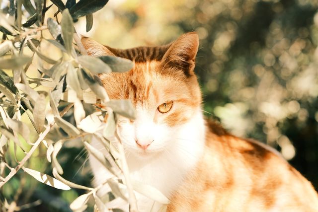 Orange-and-white cat resting among silvery leaves