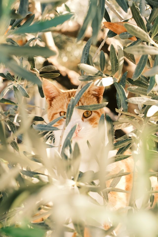 Orange-and-white cat peering through olive branches