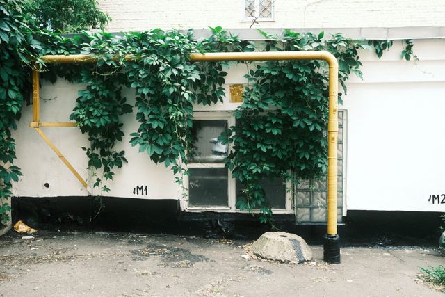Climbing green leaves surround a low window and glass blocks beneath yellow pipework on a Moscow wall.