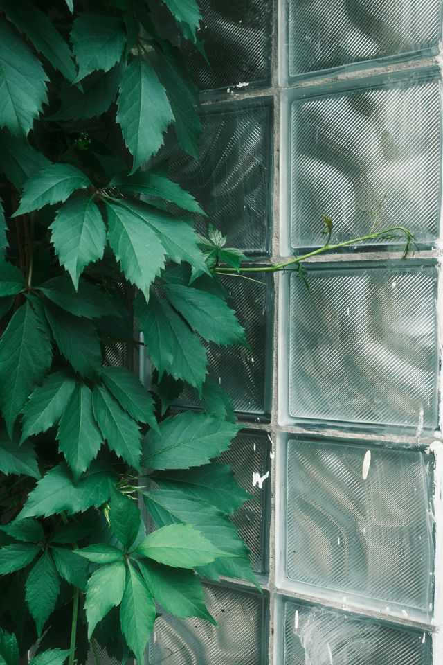 Green climbing leaves overlap a wall of rippled glass blocks in a close Moscow street detail.