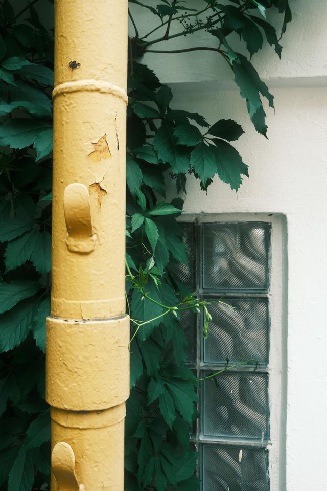 A yellow painted pipe runs past green climbing leaves and rippled glass blocks on a Moscow building.