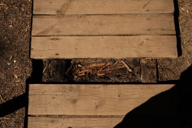 A gap between wooden walkway boards reveals roots and pine needles beneath a sharp diagonal shadow.