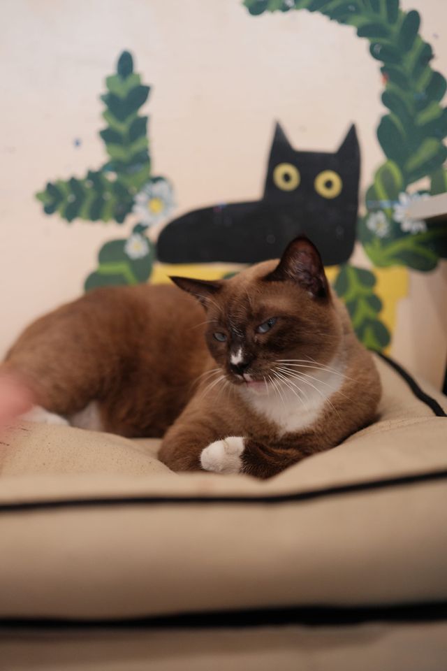 Seal-point Siamese-type cat with a white chest lying on a beige cushion in front of a wall mural of a black cartoon cat with yellow eyes and green leaves.