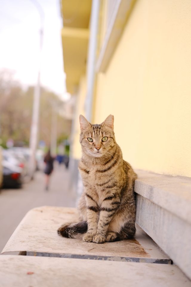 Brown tabby cat sitting on a stone ledge beside a yellow wall and looking at the camera, with a blurred street and parked cars behind.