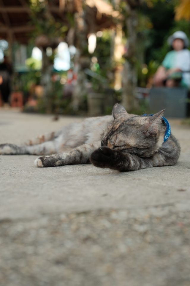 Grey tabby cat wearing a blue collar sleeping stretched out on a pavement, a blurred outdoor cafe and a person behind
