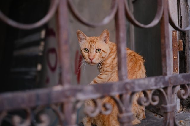 Un gato atigrado naranja mira a la cámara desde detrás de una reja ornamental de hierro oxidado, ante un muro viejo.